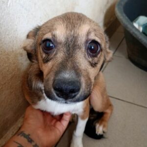 DEETJE (♀) - reserviert Tierhilfe Lebenswert DR - vermittelt