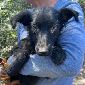 SIHU (♀) - sehr dünn, Augenentzündung (08/24) - reserviert Tierhilfe Lebenswert DR - vermittelt 25.10.24