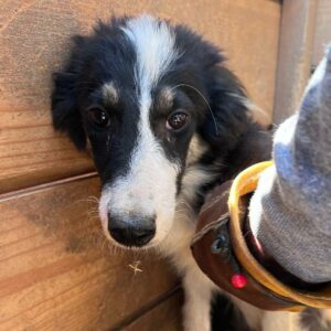 LIONA (♀) - Notfall - viel zu dünn, völlig fertig (08/24) - reserviert Tierhilfe Lebenswert DR - vermittelt