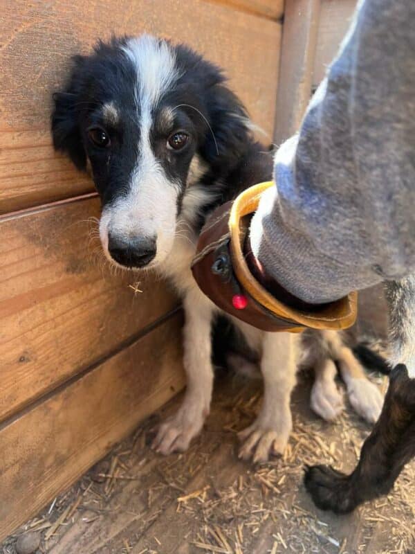 LIONA (♀) - Notfall - viel zu dünn, völlig fertig (08/24) - reserviert Tierhilfe Lebenswert DR - vermittelt – Bild 6