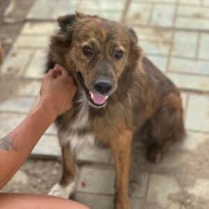 RYDELL (♂) - auf PS im PLZ Bereich 18 - vermittelt