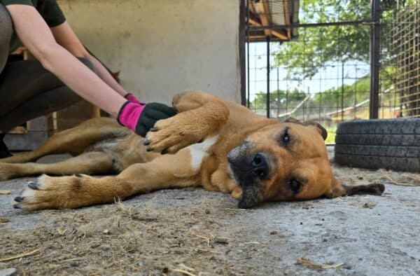 LUZIE (♀) - seit mindestens 2019 im Shelter – Bild 3