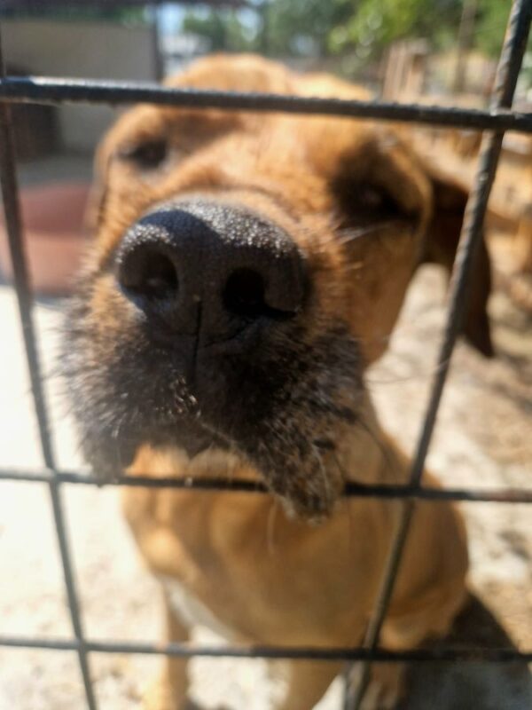 LUZIE (♀) - seit mindestens 2019 im Shelter – Bild 5