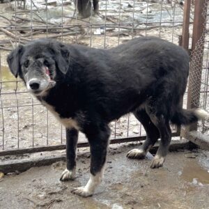 FINOLA (♀) NOTFALL - große Verletzung im Gesicht