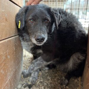 NILOU (♀) - seit mind. 2019 im Shelter