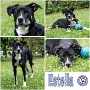Estella (♀) in 95615 Marktredwitz - vermittelt