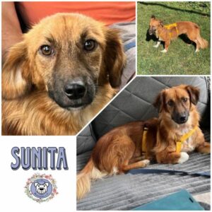 SUNITA (♀) in 92637 Weiden - vermittelt