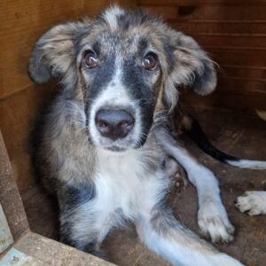 RALPHI (♂) - reserviert Tierhilfe Lebenswert - vermittelt