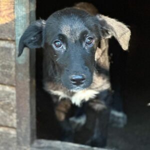 TAZ (♂) - vermittelt MD