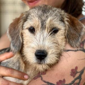 LYSS (♀) -ausgereist zum TH Filderstadt