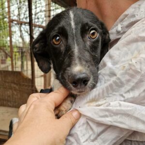 TYAH (♀) - ausgereist zur Tierhilfe Lebenswert