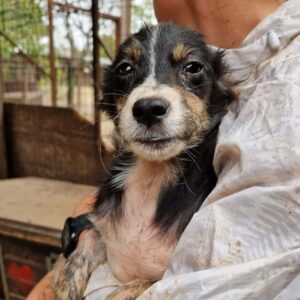 FLOPPI (♂) - ausgereist zu Vierbeiner in Not