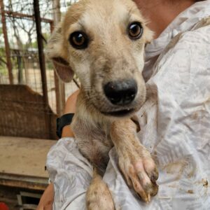 KNÖPFCHEN (♂) - Hautprobleme, zu dünn - reserviert Tierhilfe Lebenswert - vermittelt