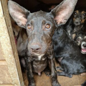 VLAD (♂) -  auf PS im PLZ Bereich 92 - vermittelt