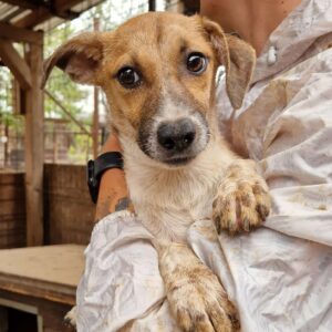 LULU (♀) - ausgereist zu Step by Paw