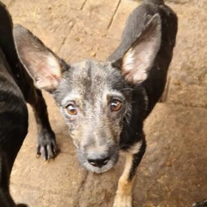 LUKI (♂) - ausgereist zur Tierhilfe Lebenswert