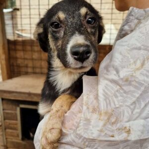 MONTANA (♀) - ausgereist zu Tiere brauchen Freunde