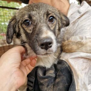 TANIA (♀) - ausgereist zur Tierhilfe Lebenswert