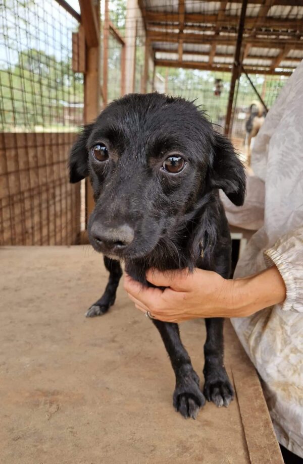 CARLY (♀) - reserviert Tierhilfe Lebenswert DR - vermittelt 25.10.24