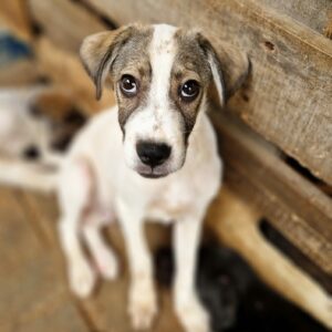 ANCHO (♂) - ausgereist zu Second chance dogs