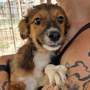 RAIJA (♀) - ausgereist zur Tierhilfe Lebenswert