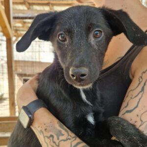 TUCKER (♂) - RBB 11/24