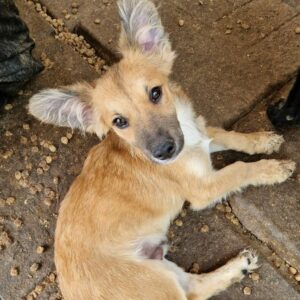 CRISTO (♂) - ausgereist zu Vierbeiner in Not