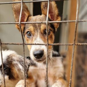 NOEMI (♀) – ausgereist zur Tierhilfe Lebenswert DR 22.11.24