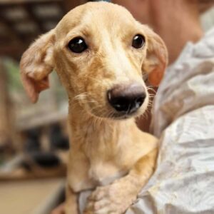 MIRACOLI (♀) -  auf PS im PLZ Bereich 99 - vermittelt