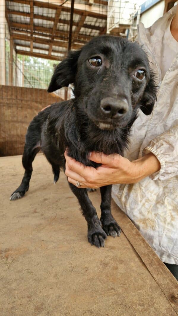 CARLY (♀) - reserviert Tierhilfe Lebenswert DR - vermittelt 25.10.24 – Bild 2