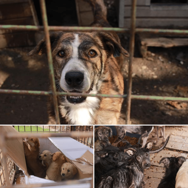 Tag 1 in Bucov: Bericht aus dem Shelter 🐶