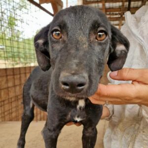 OLLIS (♂) - ausgereist zu Vierbeiner in Not