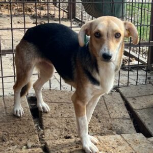 FUCHSI (♀) - auf PS im PLZ Bereich 24 - vermittelt