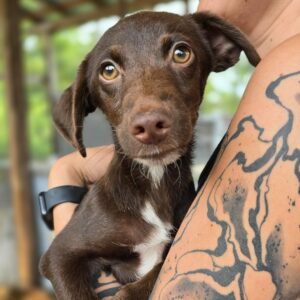 JESKO (♂) - auf PS im PLZ Bereich 46 -vermittelt