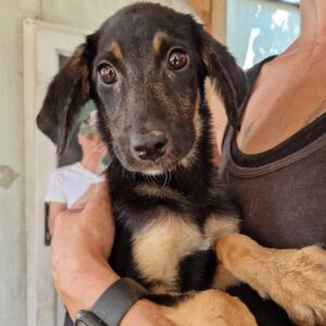 CLINT (♂) - ausgereist zu Vierbeiner in Not