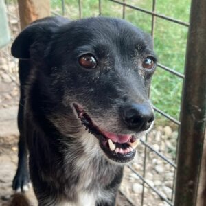 JAYDA (♀) - reserviert Tierhilfe Lebenswert DR - vermittelt 27.09.24