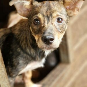 CARLSON (♂) - ausgereist zum TST Rösrath