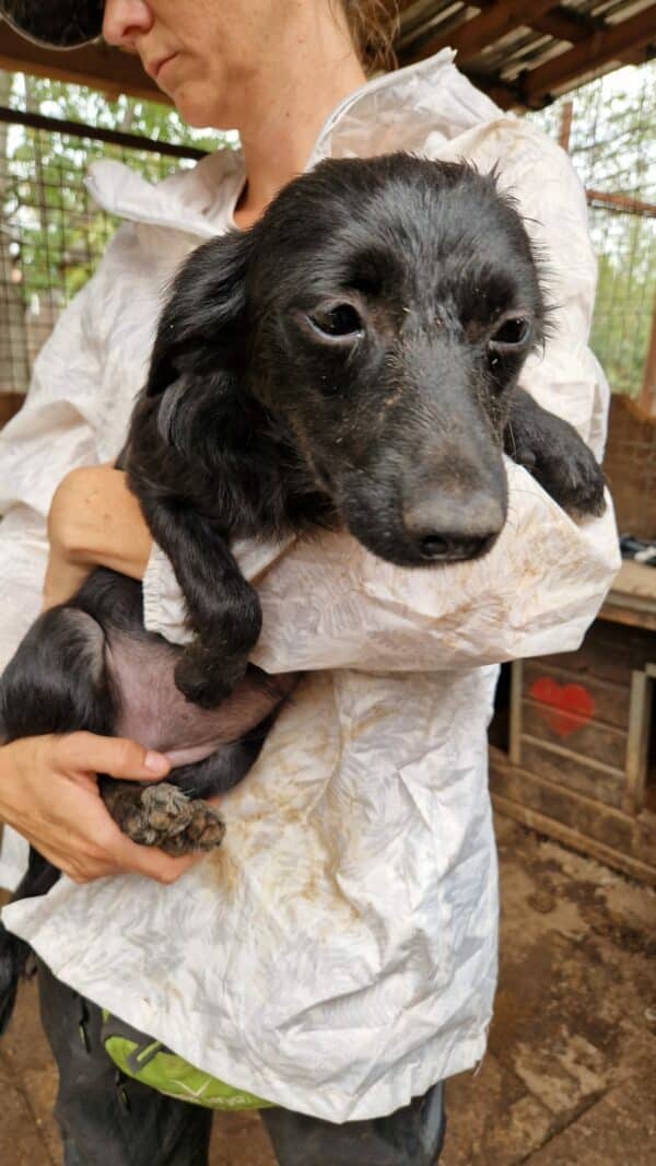 CARLY (♀) - reserviert Tierhilfe Lebenswert DR - vermittelt 25.10.24 – Bild 4