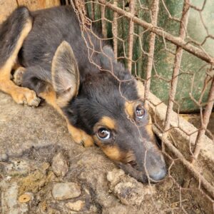 IDEFIX (♂) - Notfall in Rumänien - jetzt auf PS im PLZ Bereich 84 - vermittelt