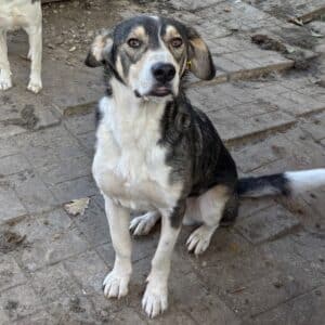 DEWI (♂) - sehr verzweifelt ohne den Menschen