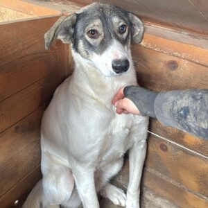 FREDERIKE (♀) - braucht dringend mehr Menschenkontakt, sollte zeitnah reisen