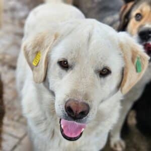 LOKNI (♂) - deformierte Hinterbeine - sollte dringend reisen