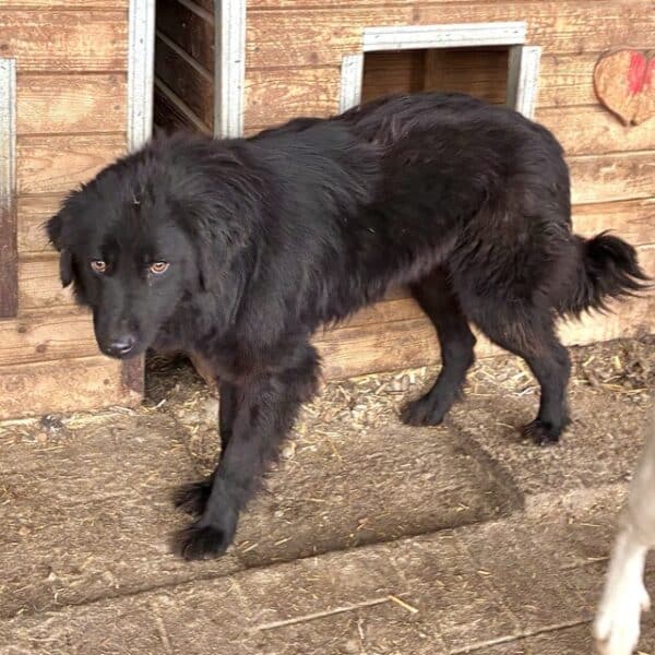 DANTE (♂) – Bild 3