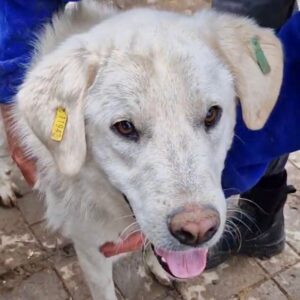 LOKNI (♂) - deformierte Hinterbeine - sollte dringend reisen