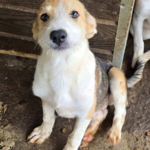 NIKOLINA (♀) - vermittelt MD