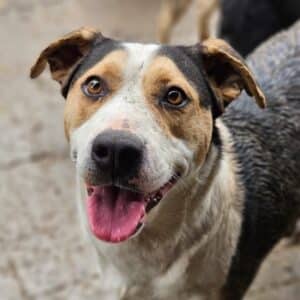 PAYDEN (♀) - hatte Krampfanfall- medizinischer Notfall (03/2026)