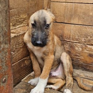 MANITO (♂) - Notfall in Rumänien -  als PDR GPH auf PDR PS - vermittelt