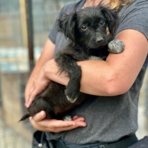 KAJSA (♀) auf PS im PLZ Bereich 21 - vermittelt