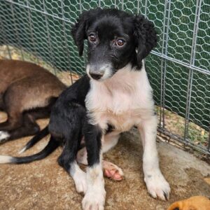 WALLI (♀) - auf PS im PLZ Bereich 63 - vermittelt