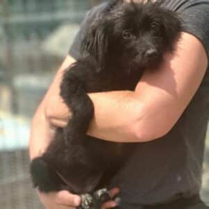 MAORI (♀) - auf PS im PLZ Bereich 21 - vermittelt